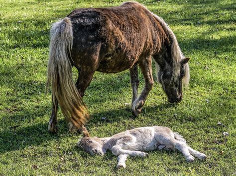 2,000+ Free Cur Mare & Horse Images